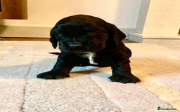 Cocker Spaniel dogs for sale: COCKER SPANIELS - Advert 1