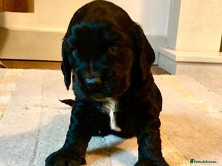 Cocker Spaniel dogs for sale: COCKER SPANIELS - Advert 1