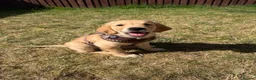 Golden Retriever dogs for sale: Golden Retriever Puppy in Chesterfield - Advert 2