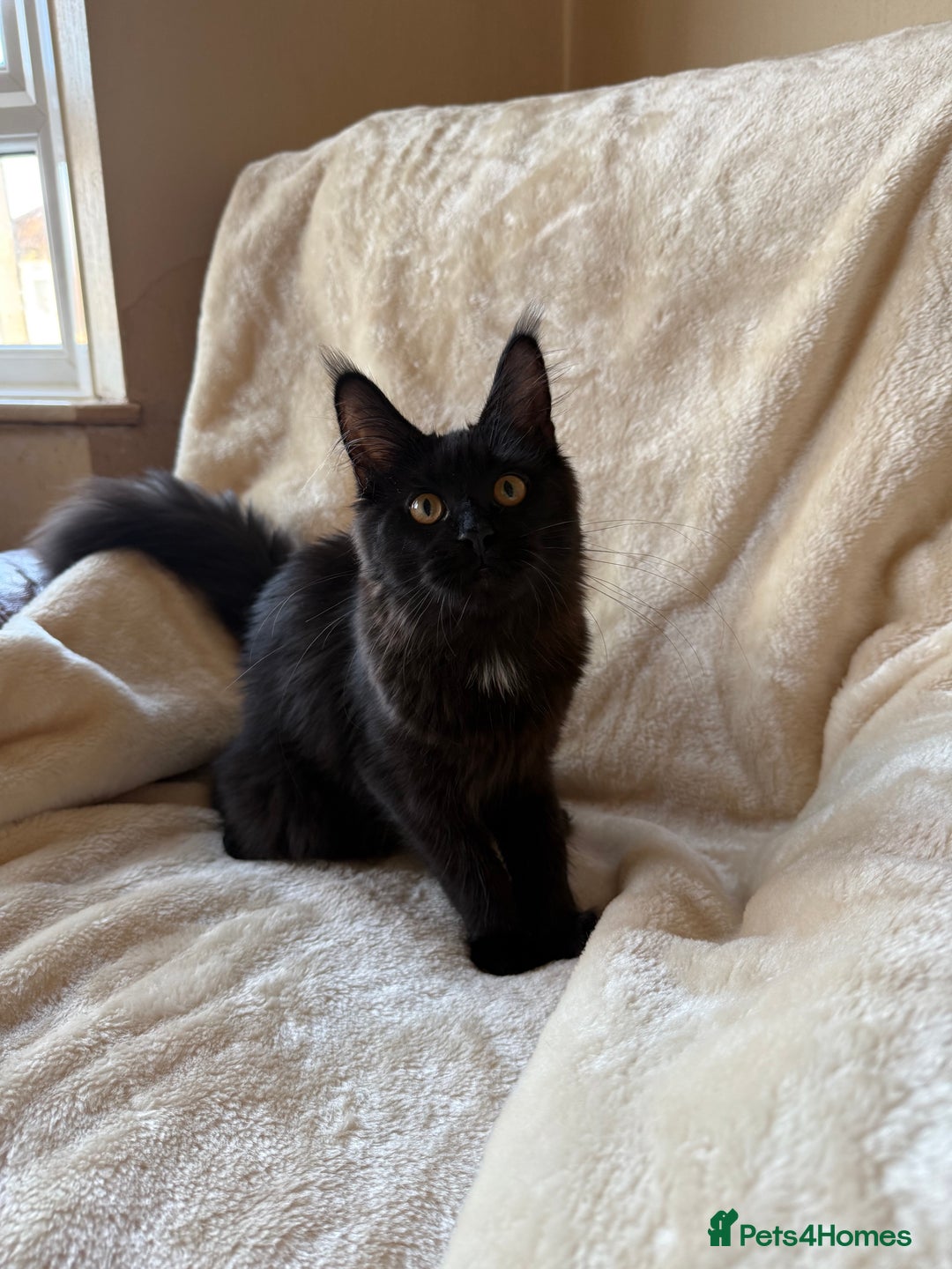 Maine Coon cats for sale: Pedigree GCCF Russian Import line Maine Coons - Advert 5