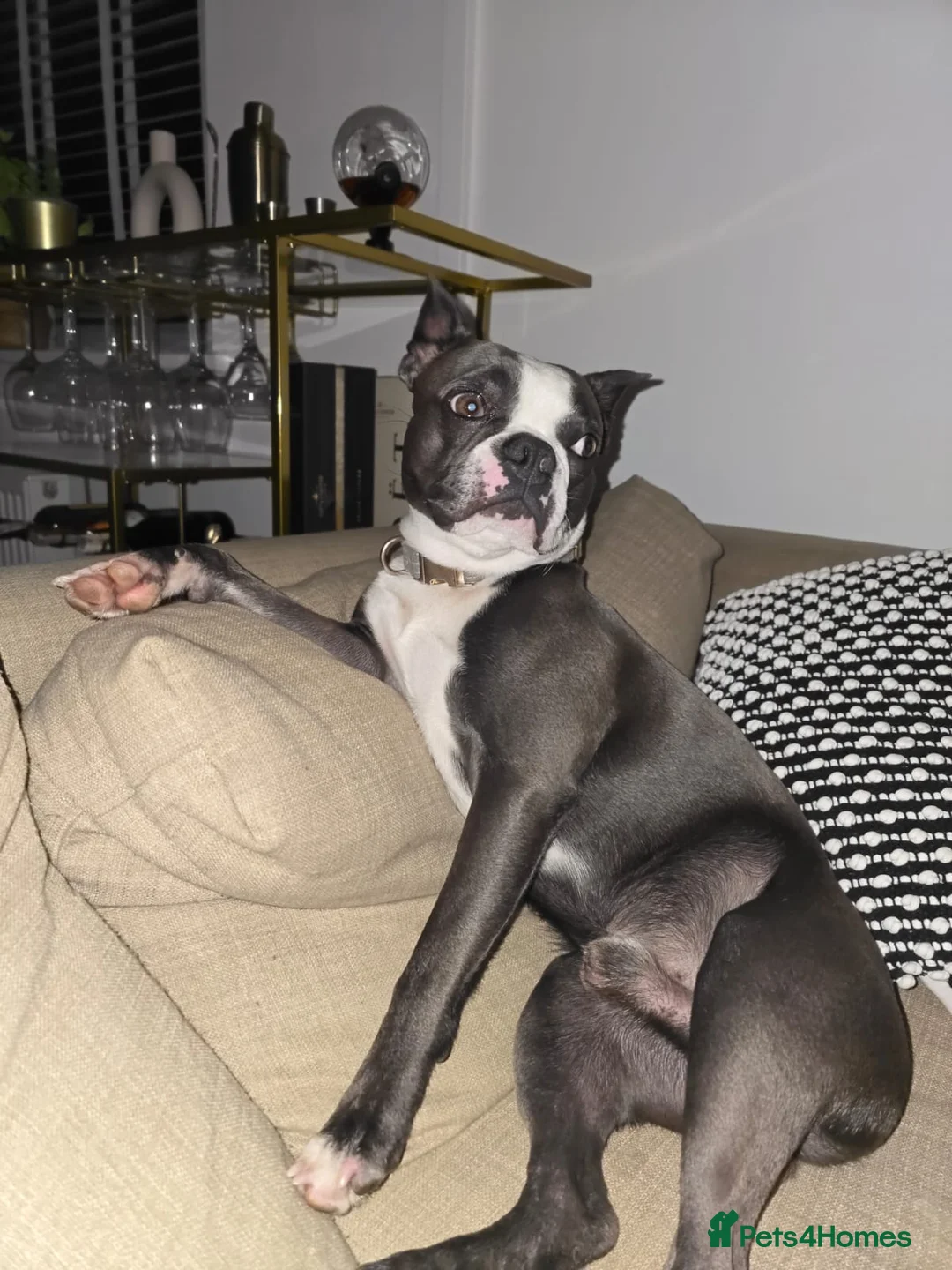 Boston Terrier dogs for stud: Boston terrier for stud blue&white proven KC regis in Wantage - Advert 13