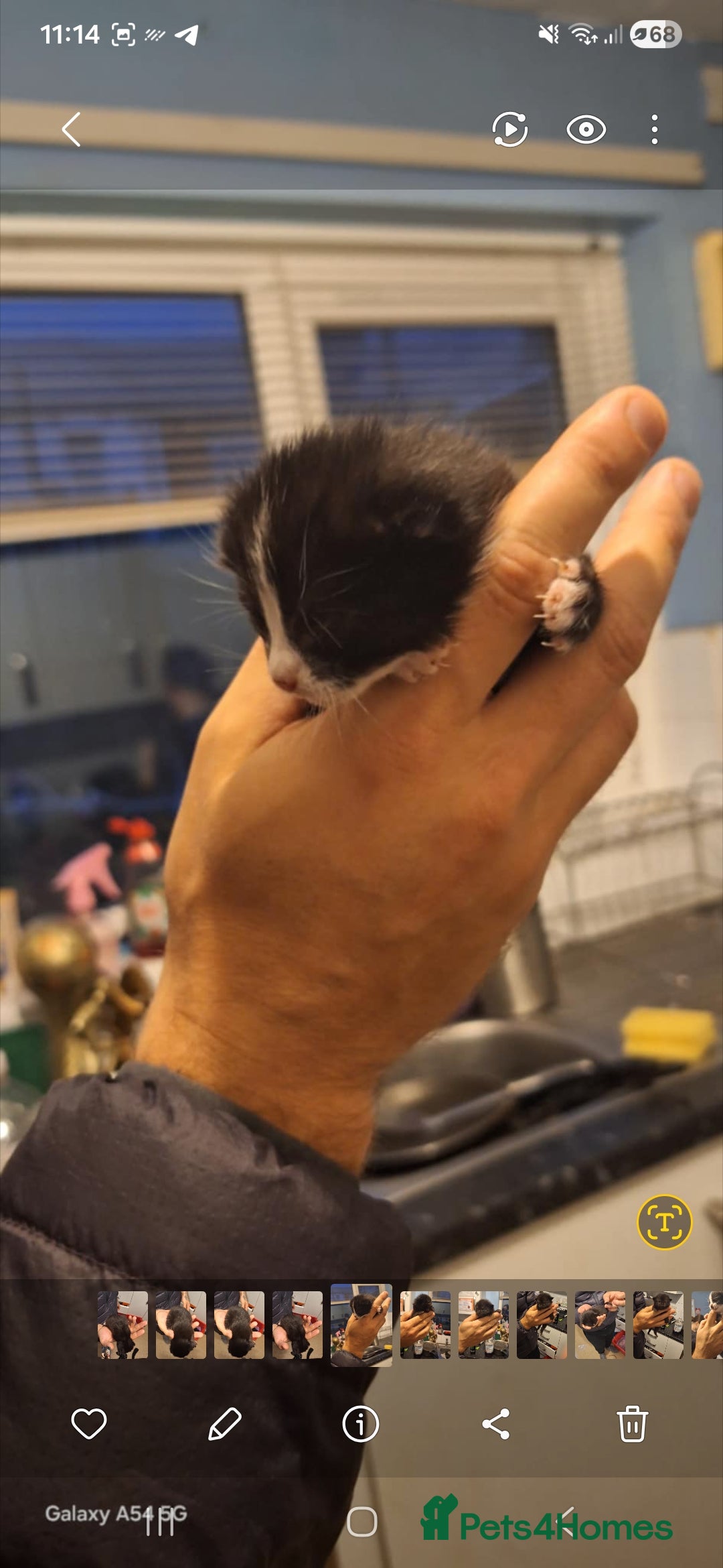 Brazilian Shorthair cats for sale: Kittens  - Advert 13