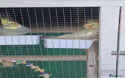 Cockatiels birds for sale: 3 cocketiels for sale - Image 21