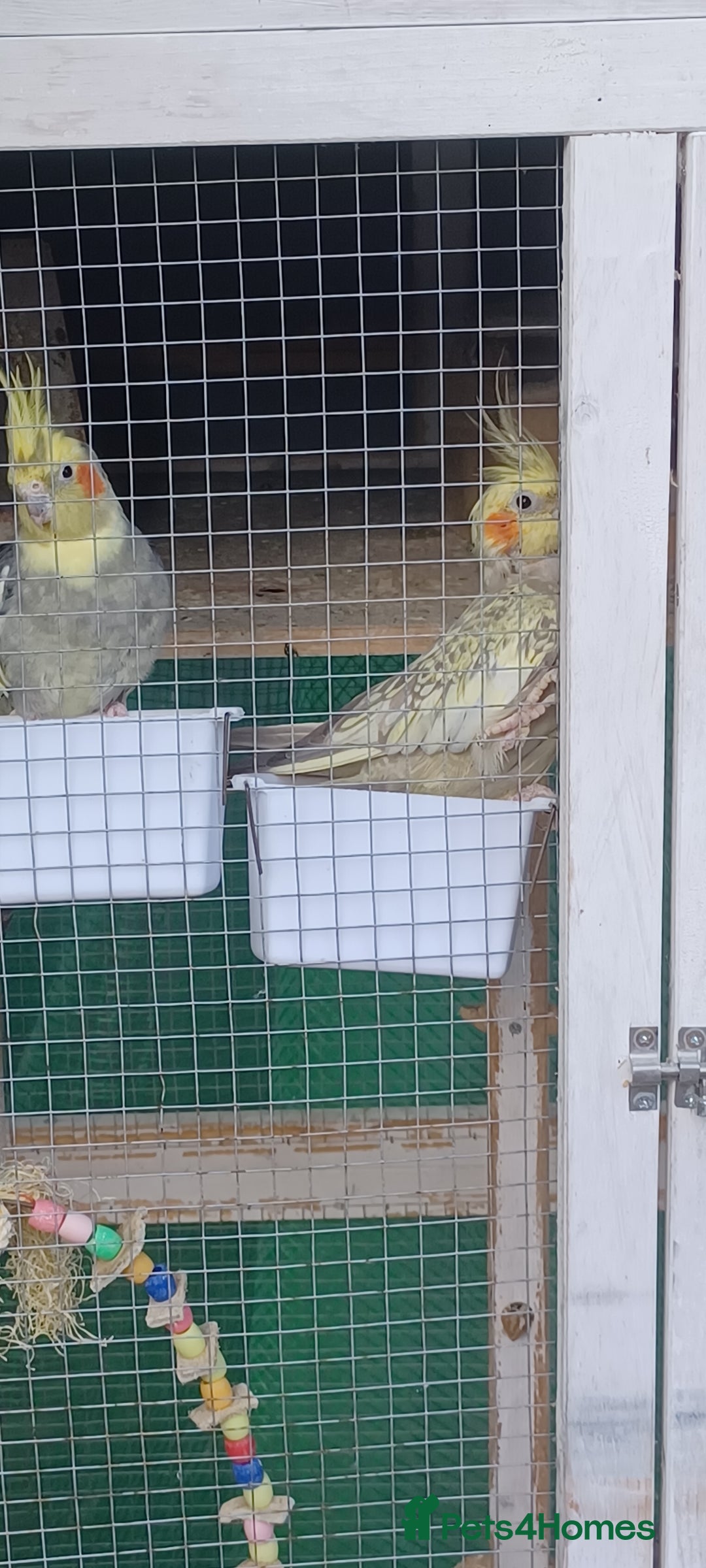Cockatiels birds for sale: 3 cocketiels for sale - Image 21