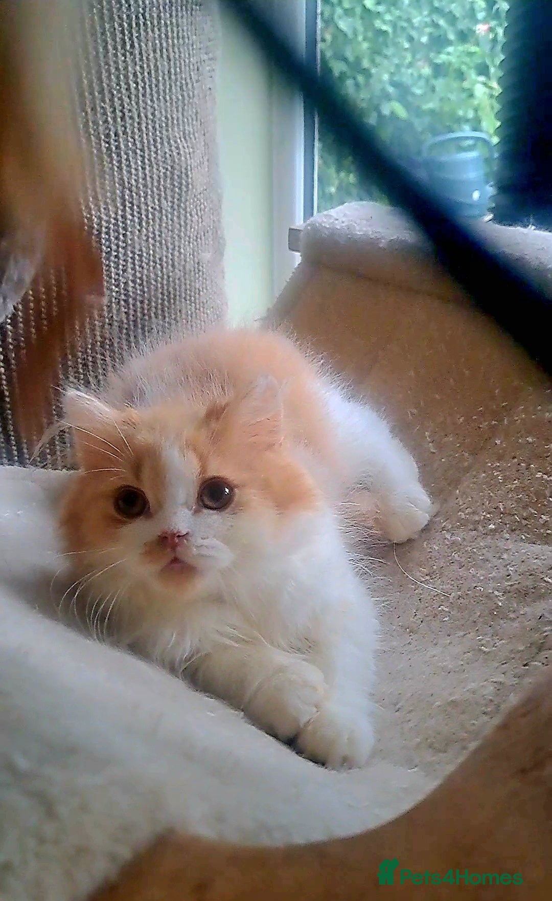 British Longhair cats for sale: *RESERVED* Red Bicolour British Longhair Kitten - Image 15