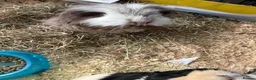 Guinea Pig rodents for sale: 2x female Guinea pigs, cage, food , accessories  in Luton - Advert 5