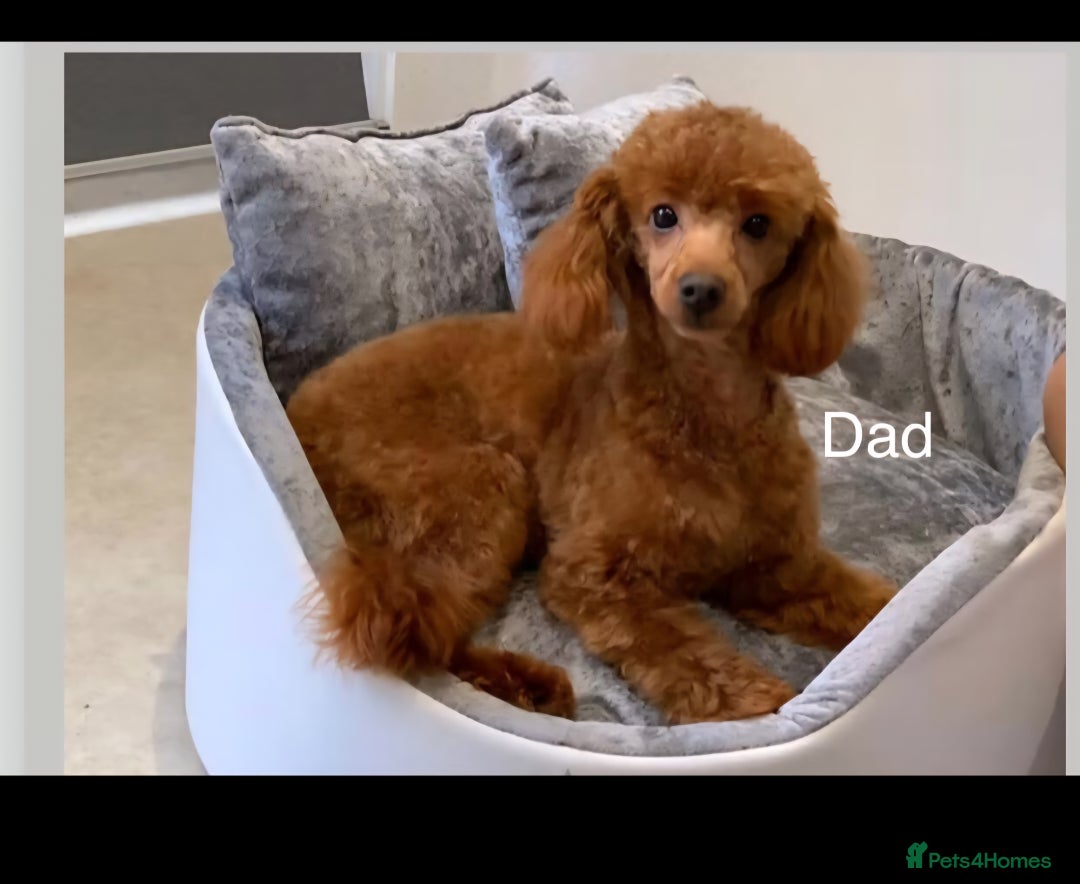 Toy Poodle dogs for sale: Red poddle puppies  - Image 3