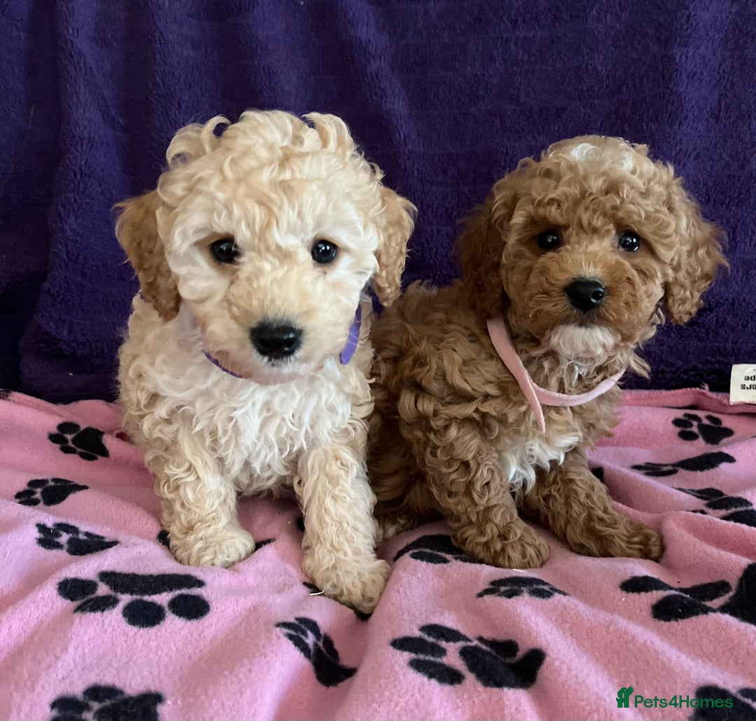 Cavapoochon dogs for sale: Cavapoonchon puppies  - Image 12