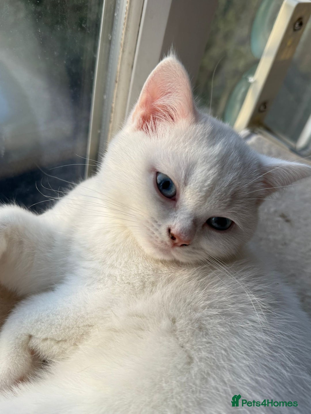 British Shorthair cats for sale: Beautiful BSH female kitten 11 weeks  - Image 3