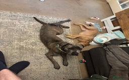 Cane Corso dogs for sale: Bella the Cane Corso  - Image 8