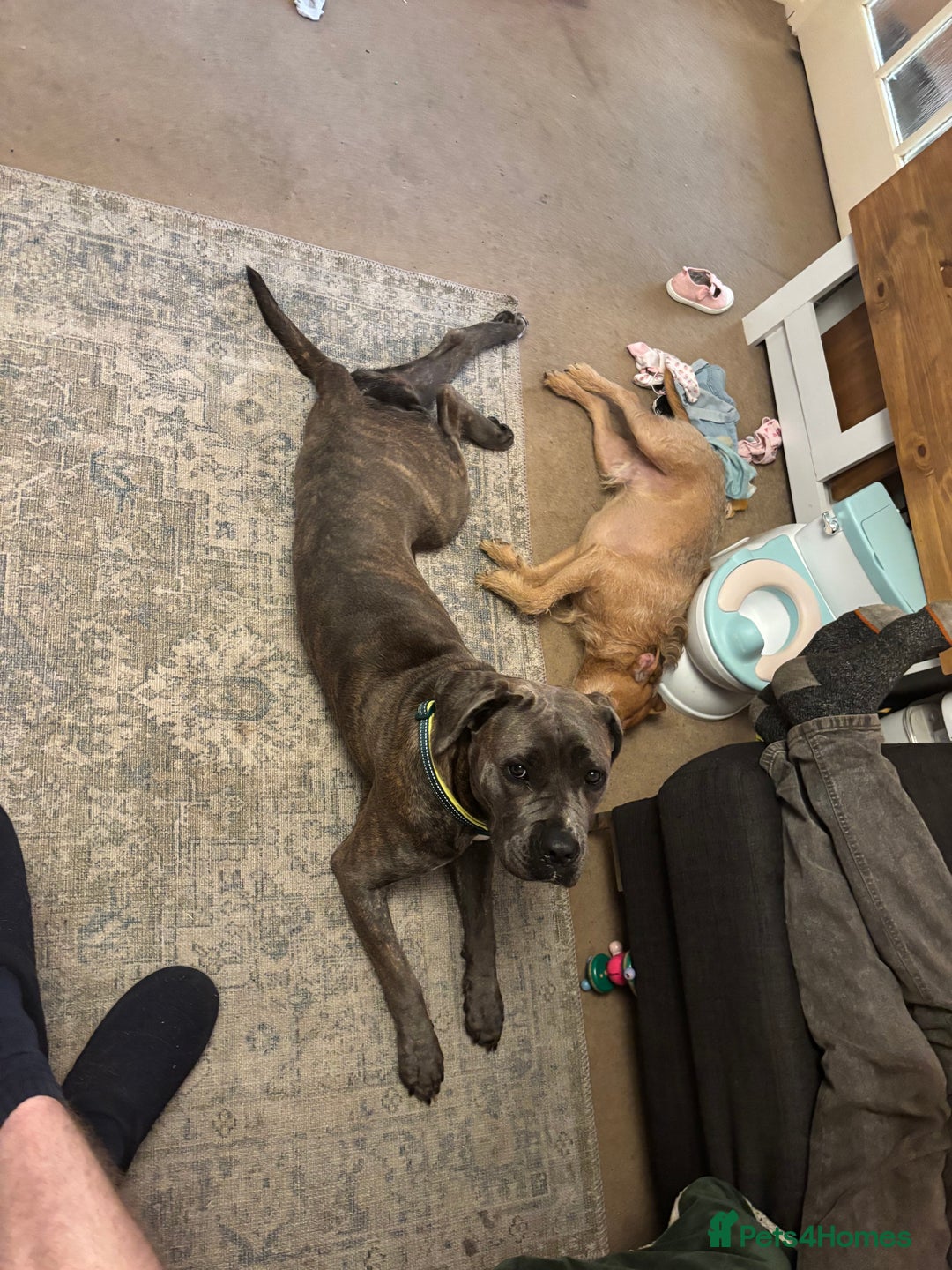 Cane Corso dogs for sale: Bella the Cane Corso  - Image 8