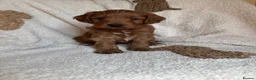 Australian Labradoodle dogs for sale: Stunning Miniature Australian Labradoodles - Advert 23