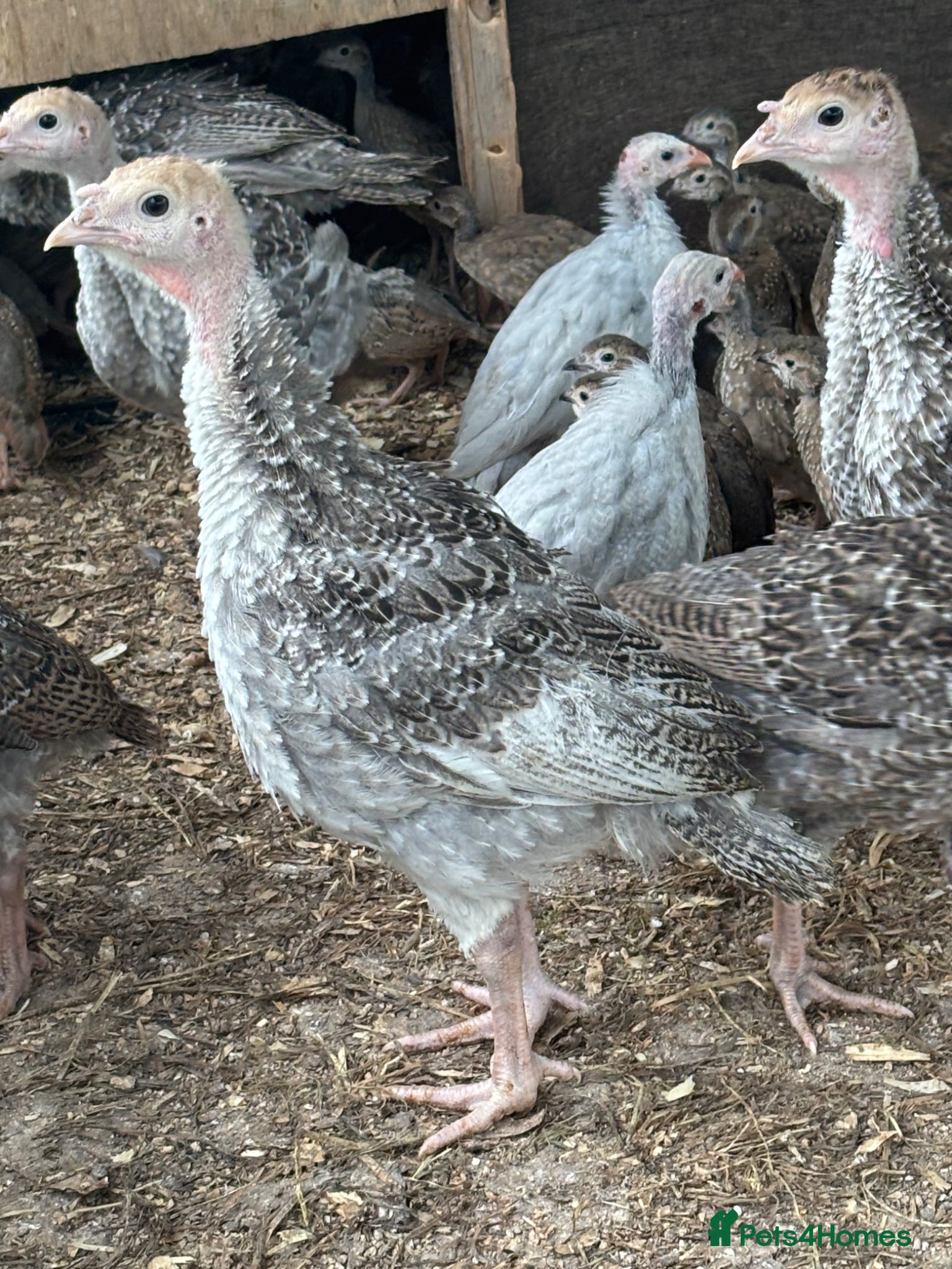 Turkeys poultry for sale: Turkey poults  in Warminster - Advert 5