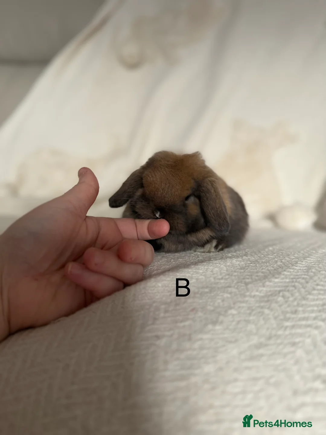 Mini Lop rabbits for sale: Sooty fawn Mini lops - Advert 8