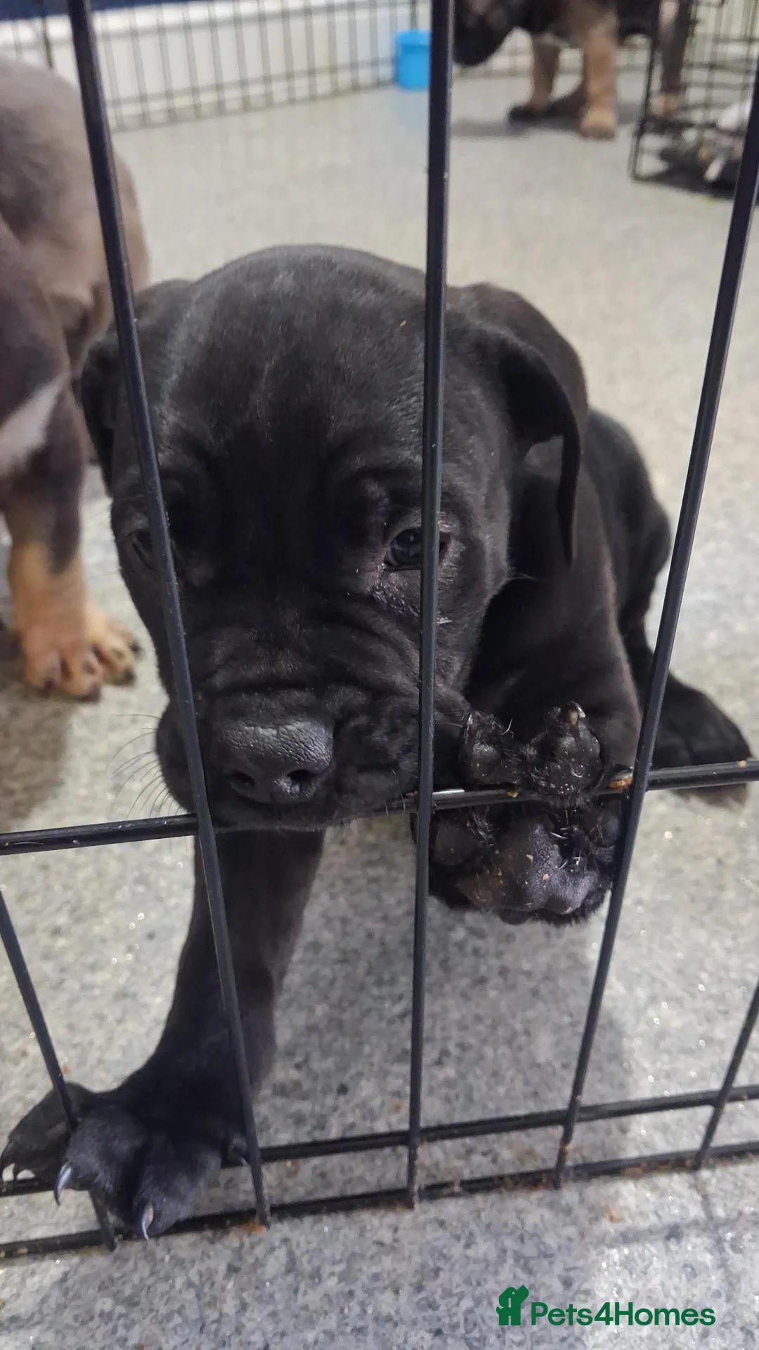 Mixed Breed dogs for sale: Beautiful English bulldog X Cane corso puppies - Advert 13