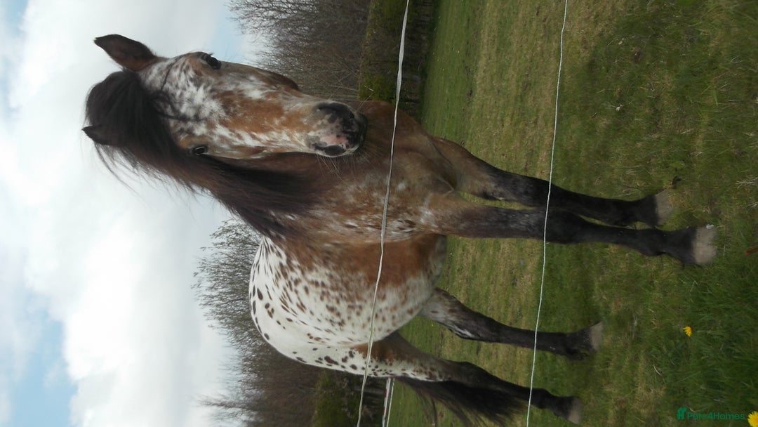 Appaloosa horses for sale: 14 hand spotted gelding - Image 4