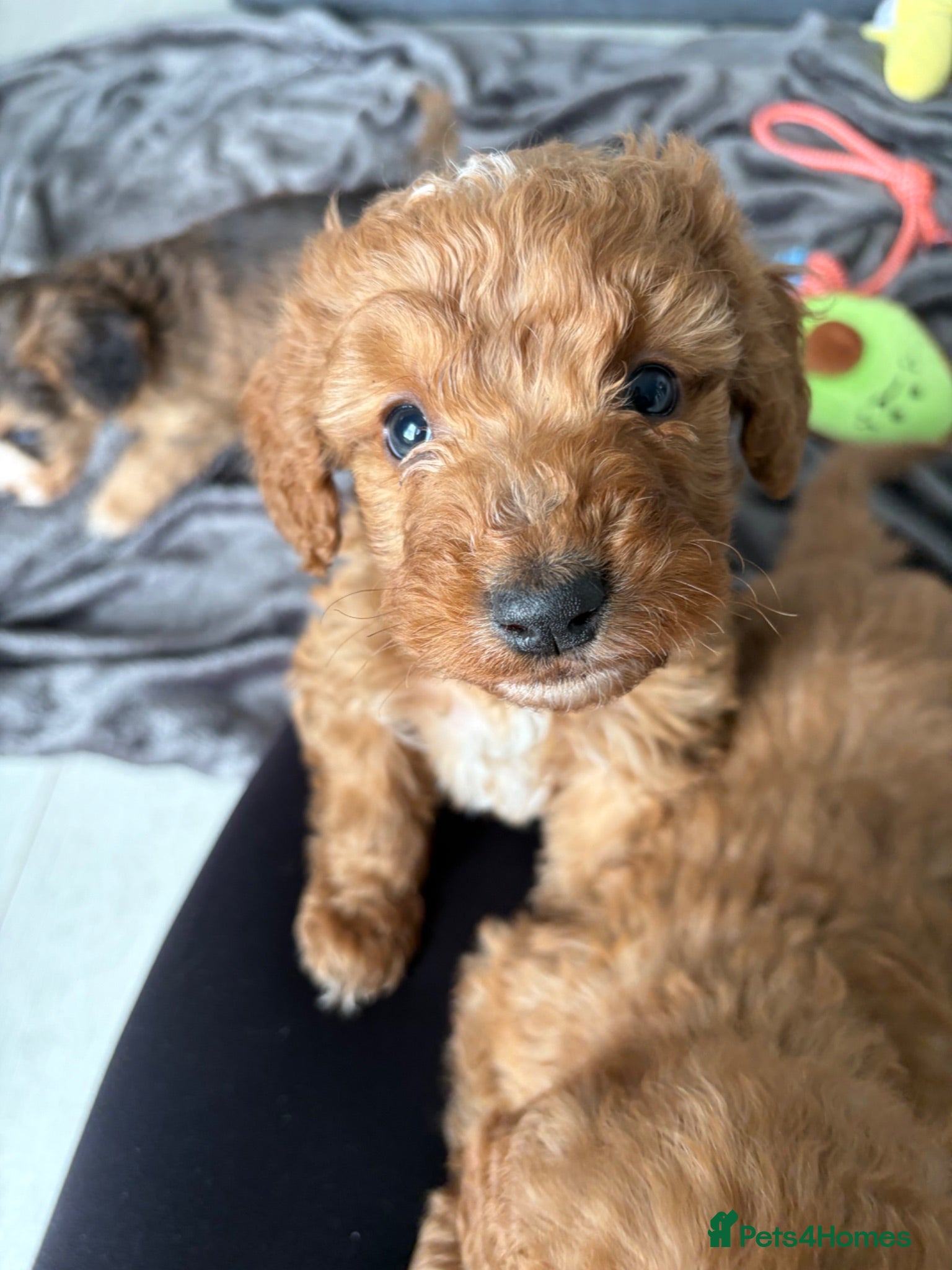 Cockapoo dogs 🐾BEAUTIFUL F1 COCKERPOOS REGISTERED BREEDER 🐾 - Advert 1
