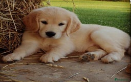 American Bull Staffy dogs for sale: furry dog  - Image 1