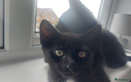 Mixed Breed cats for sale: Kittens for sale - ideal busy family additions - Image 2
