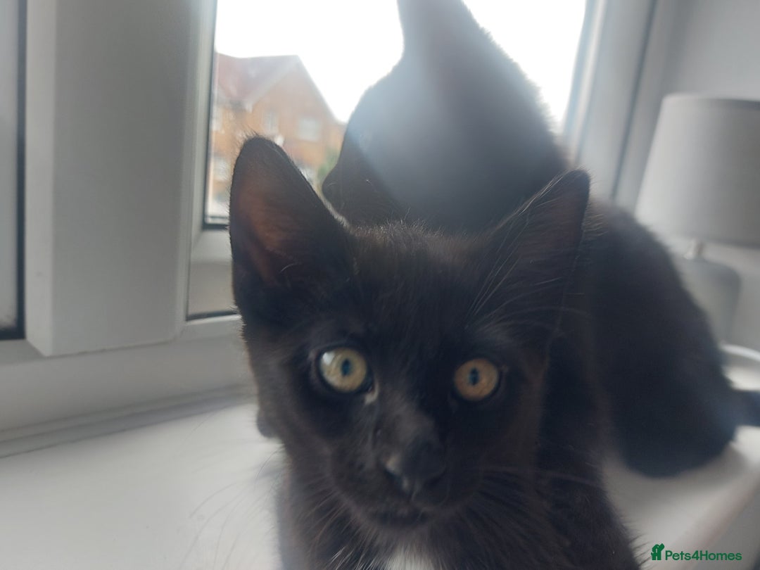 Mixed Breed cats for sale: Kittens for sale - ideal busy family additions - Image 2