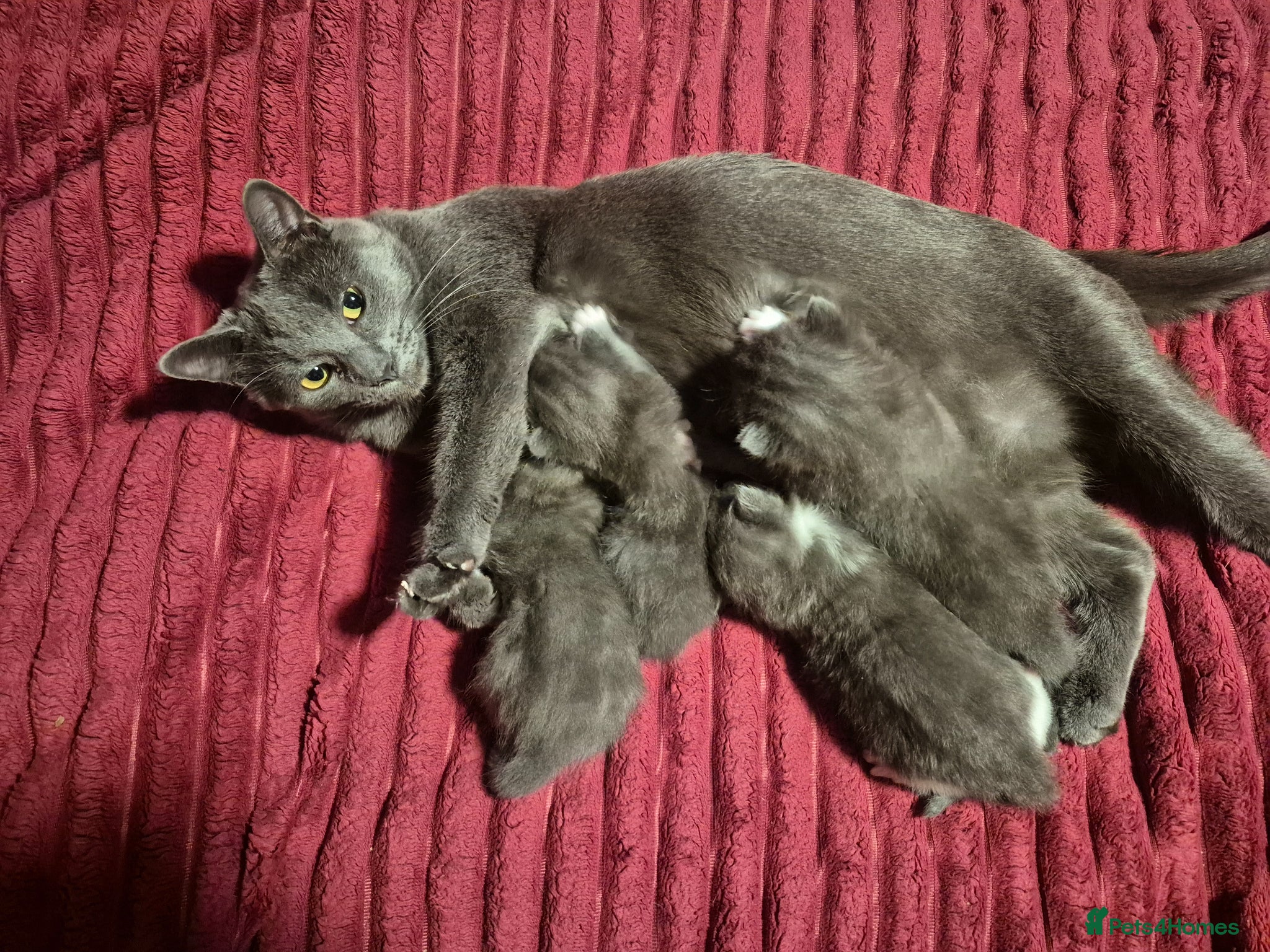 Russian Blue cats Female Russian Blue X  - Advert 2