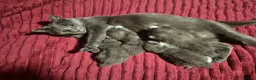 Russian Blue cats for sale: Female Russian Blue X  in Bedford - Advert 2