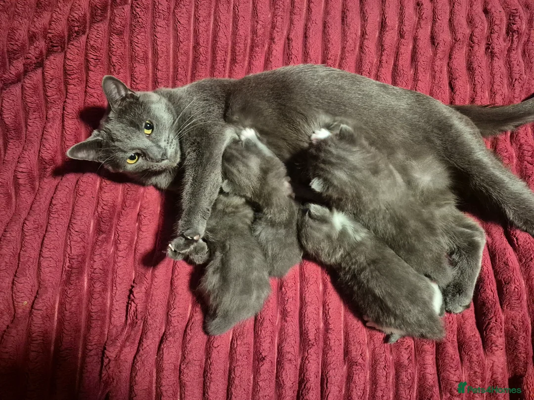 Russian Blue cats for sale: Female Russian Blue X  in Bedford - Advert 2