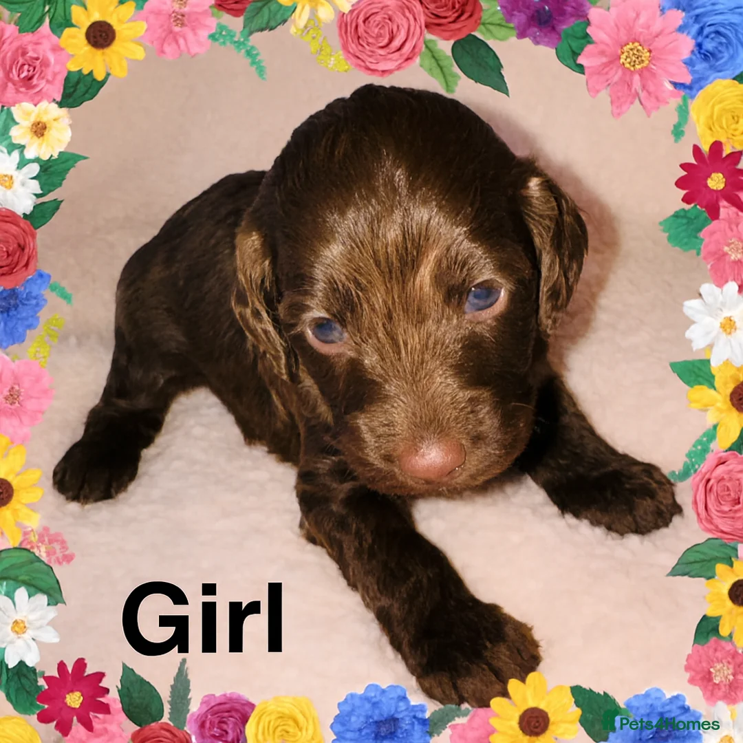 Cockapoo dogs for sale: DNA Tested F1 Rare Merle Cockapoos, Ready 20th Feb - Advert 6