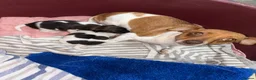 Jack Russell dogs for sale: Jack Russell puppies  - Advert 2