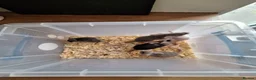 Mouse rodents for sale: Fancy pet mice for sale £8 each  - Advert 2