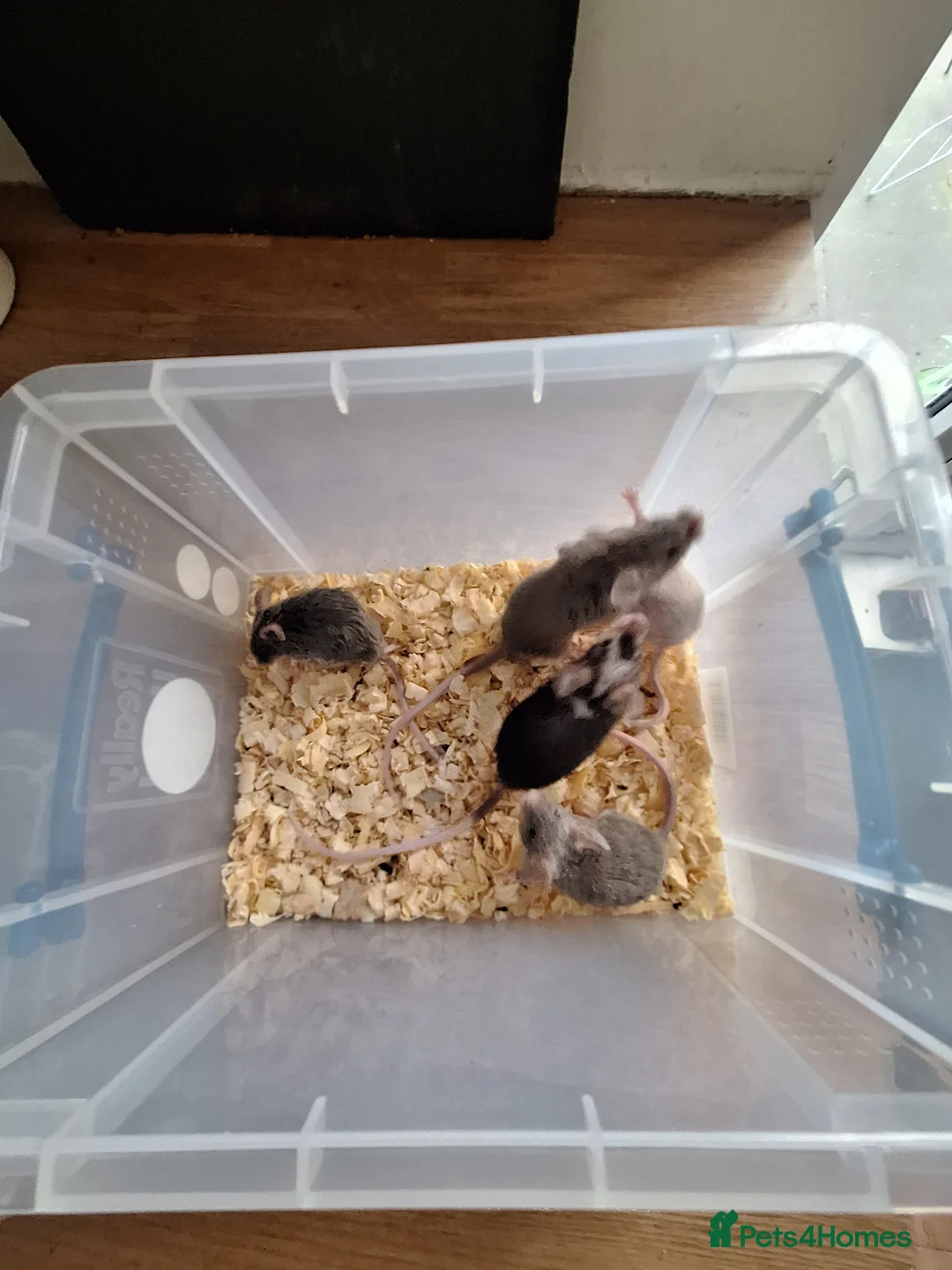 Mouse rodents for sale: Fancy pet mice for sale £8 each  - Advert 2