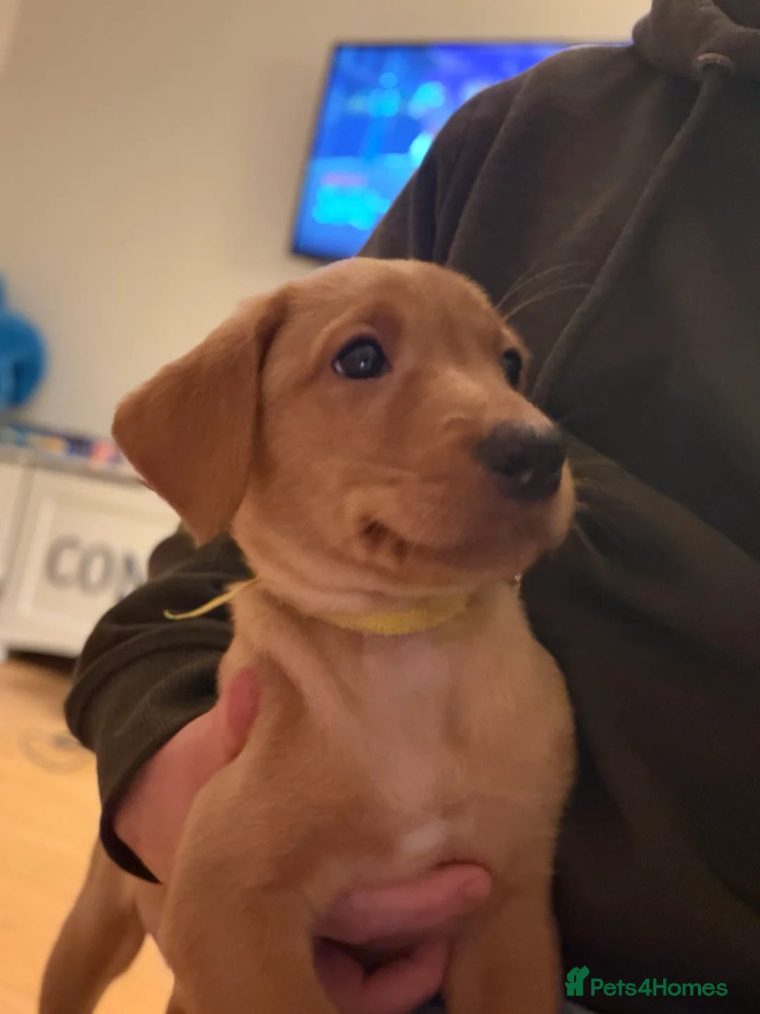 Labrador Retriever dogs for sale: KC Reg Labrador Puppies (mix of Red/blonde) - Advert 36