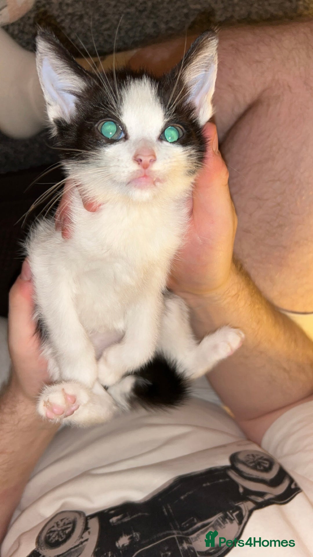 Mixed Breed cats for sale: 4 beautiful mixed breed kittens (1 male left) - Image 8