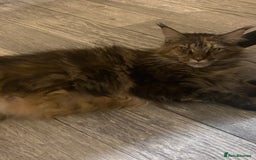 Maine Coon cats for sale: 3 Maine Coon kittens  - Advert 12