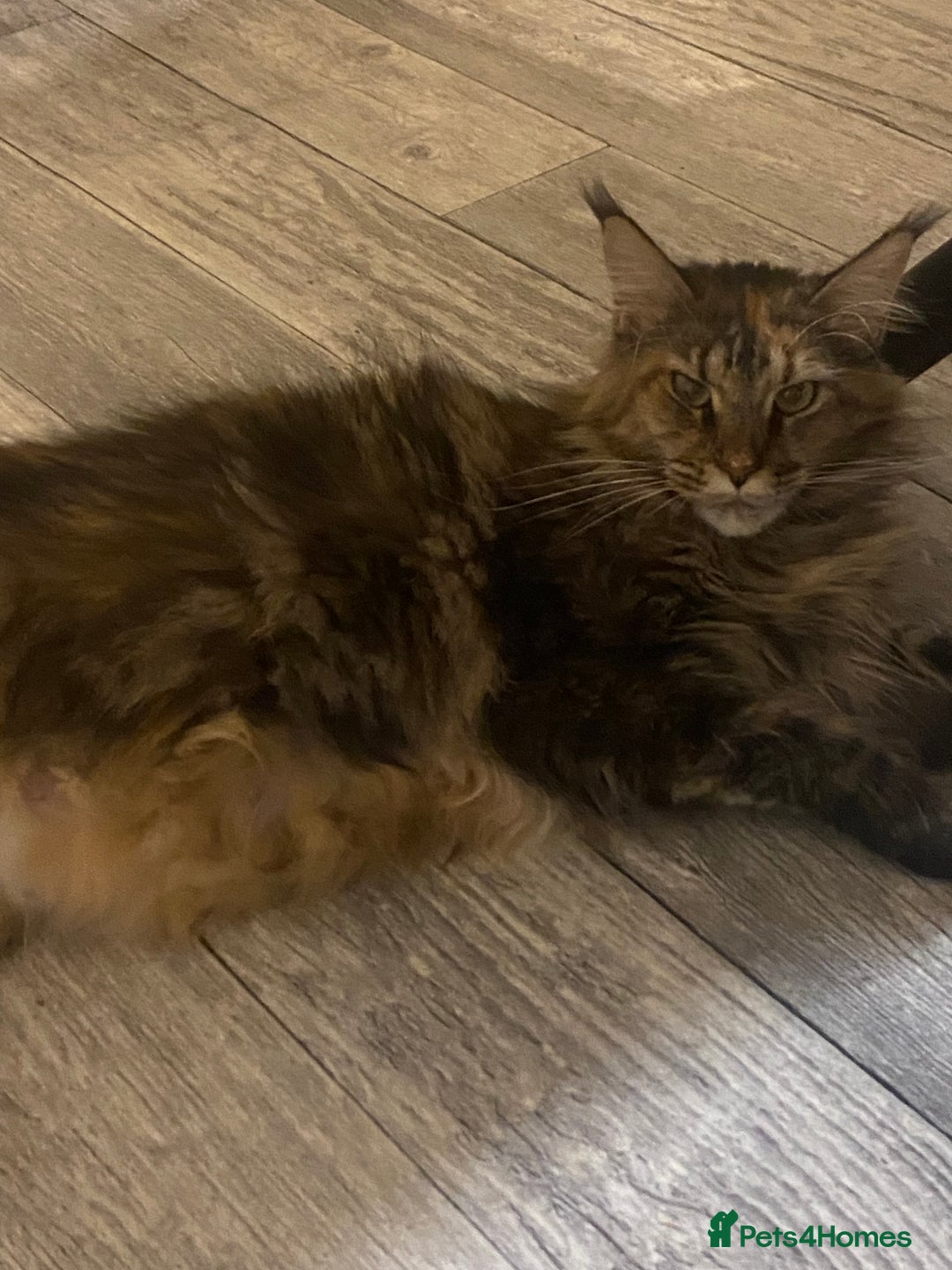 Maine Coon cats for sale: 3 Maine Coon kittens  - Advert 12
