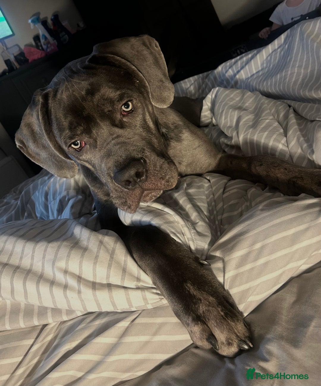 Cane Corso dogs for sale: Male cane corso  - Advert 2