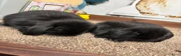 Mini Lop rabbits for sale: 3 x Black Mini lop - Advert 5