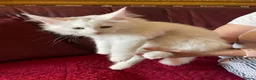 Maine Coon cats for sale: White Maine Coon kittens - Advert 6