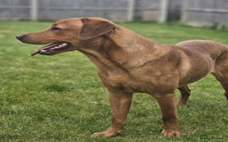 Labrador Retriever dogs for sale: Beautiful Labrador Retriever puppies for sale - Image 4