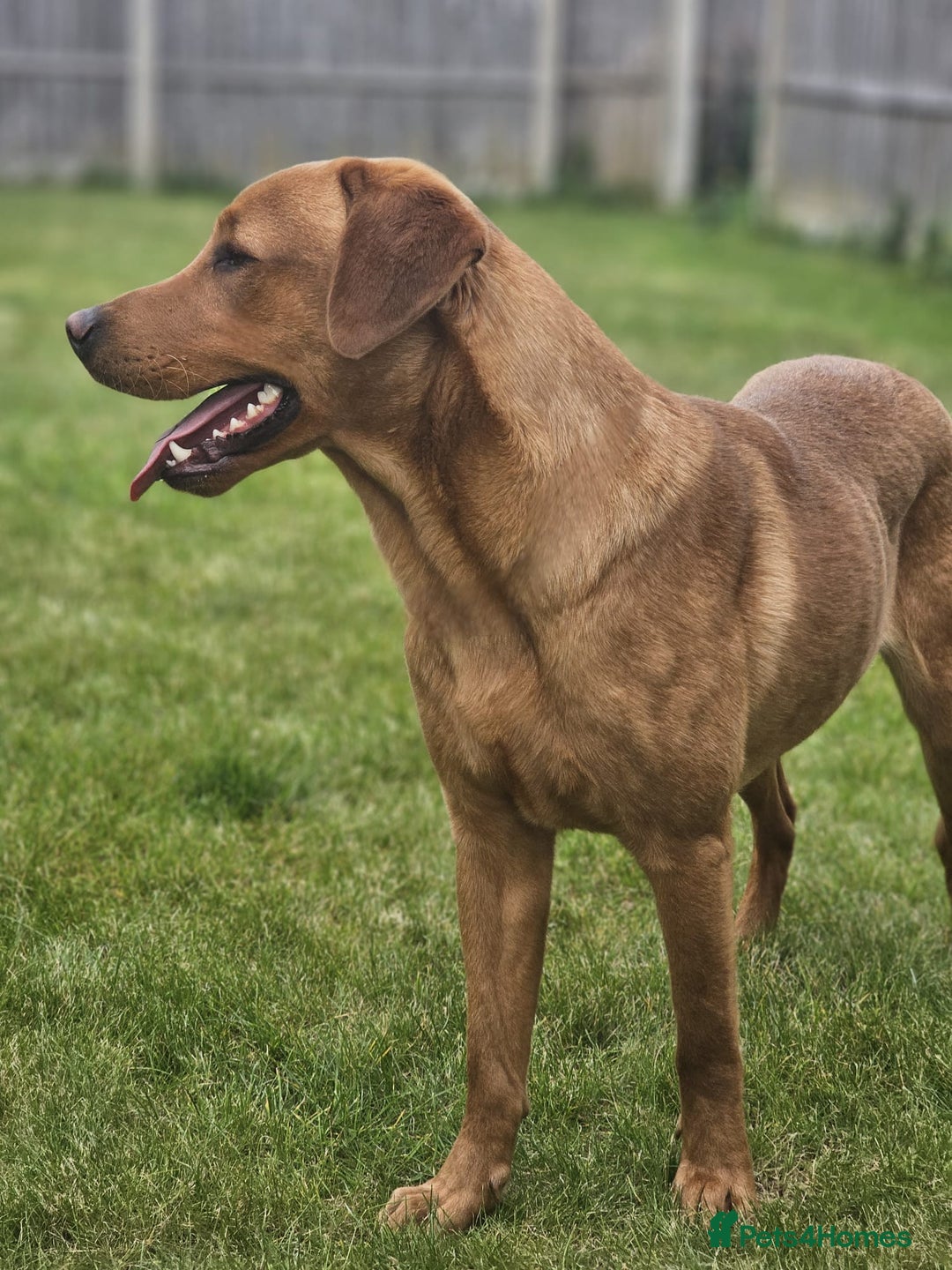 Labrador Retriever dogs for sale: Beautiful Labrador Retriever puppies for sale - Image 4