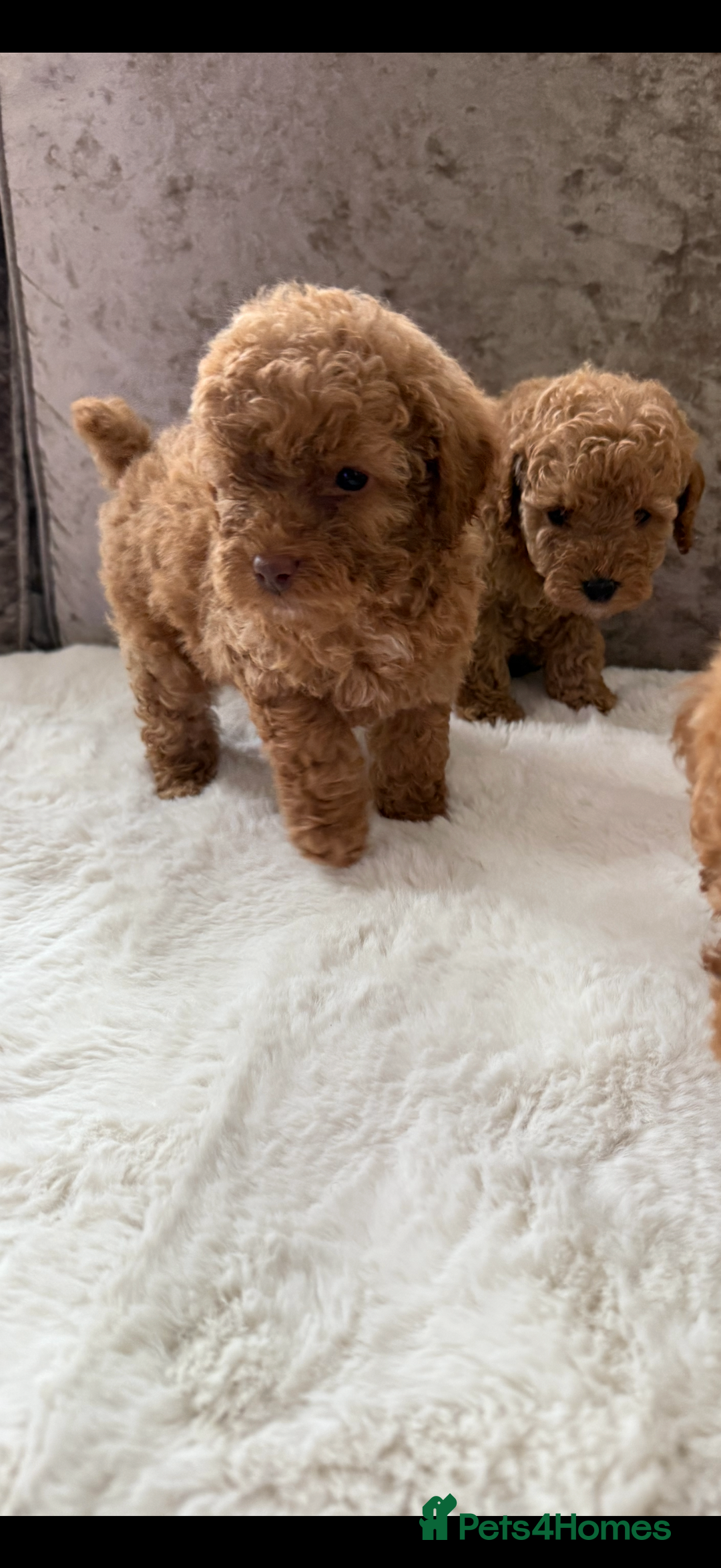 Cockapoo dogs for sale: F1bb petite cockerpoos  - Image 10