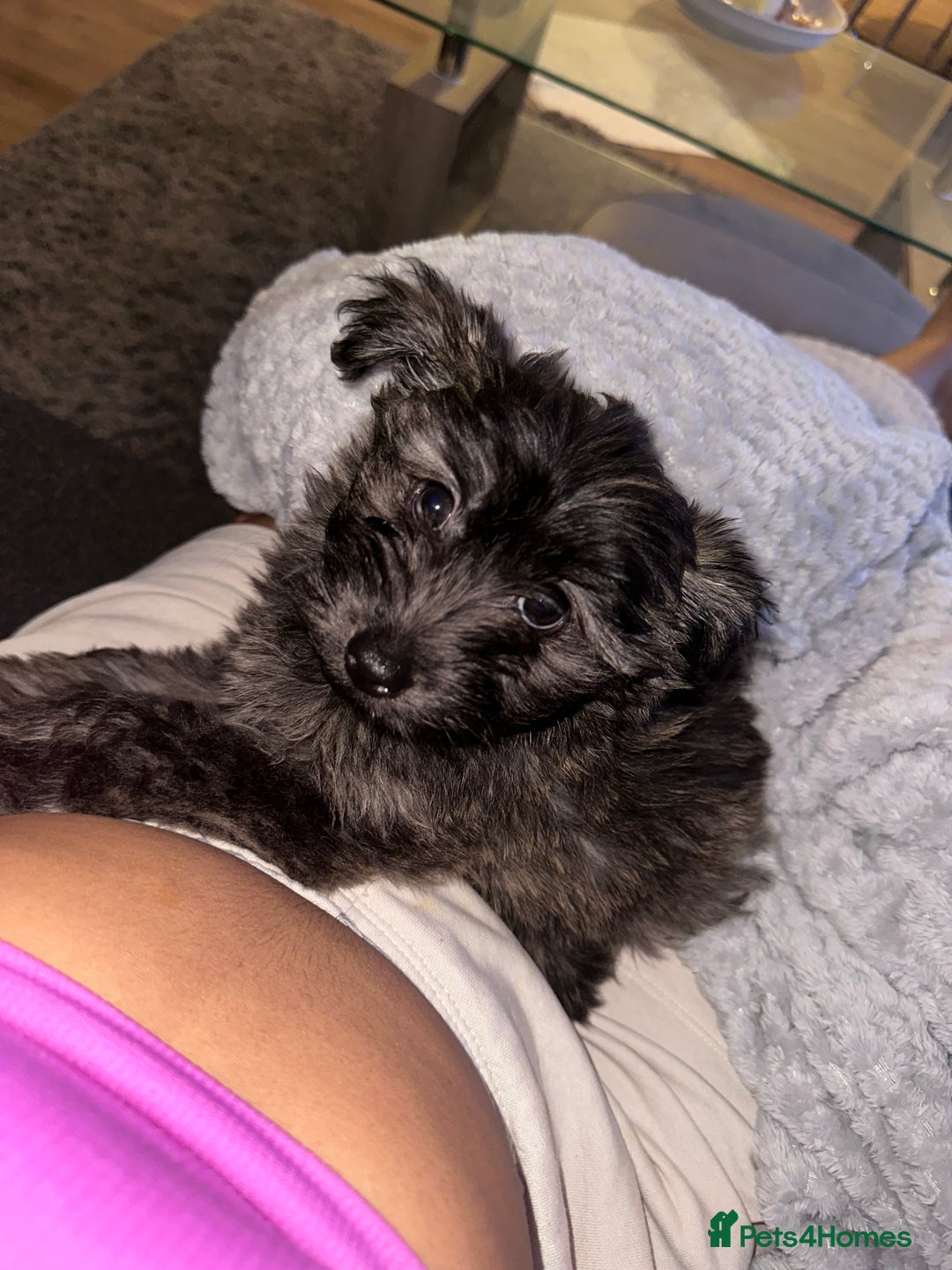 Mixed Breed dogs for sale: Puppies looking for a loving family  - Image 2