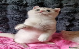 British Shorthair cats for sale: GOLDEN & SILVER BRITISH SHORTHAIR KITTENS TICA - Image 5