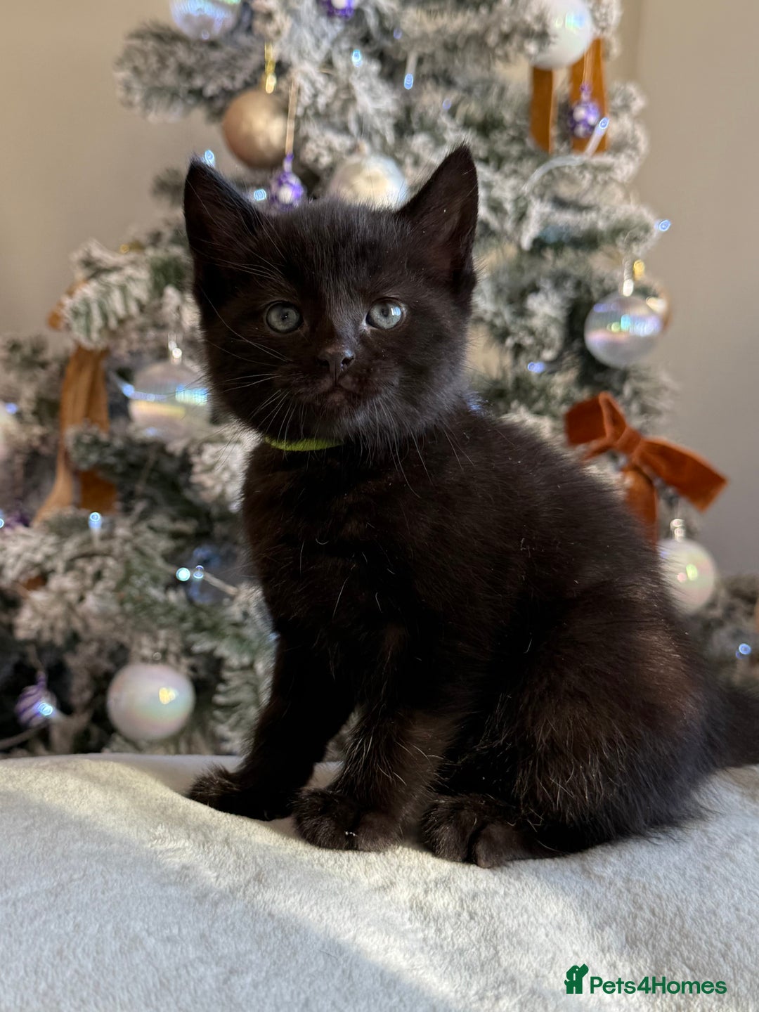 Domestic Shorthair cats for sale: Gorgeous fluffy kittens - Advert 4