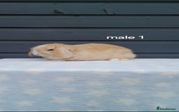 Mini Lop rabbits for sale: Purebred mini lops - Image 2
