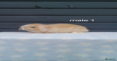 Mini Lop rabbits - Advert 4