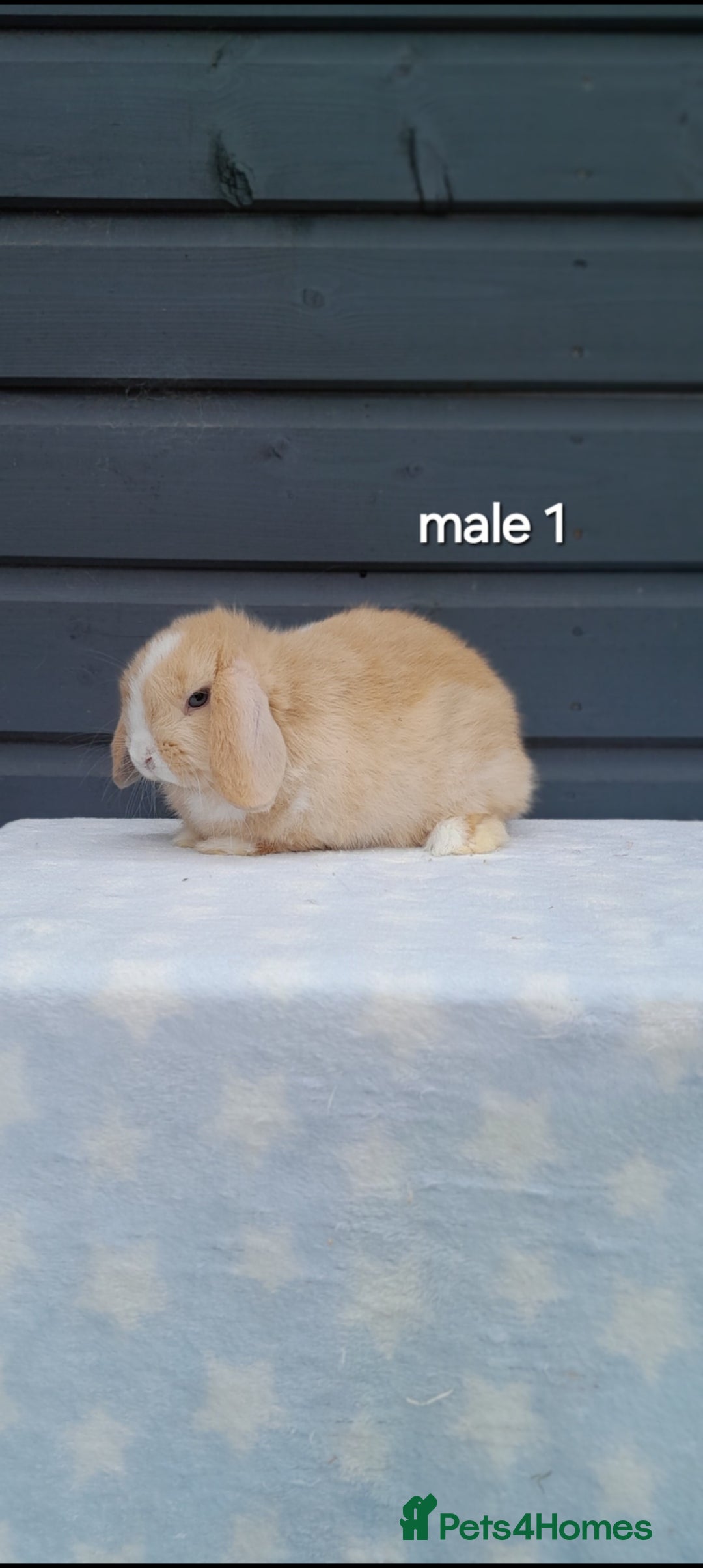 Mini Lop rabbits for sale: Purebred mini lops - Image 2