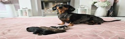 Miniature Dachshund dogs for stud: Proven Stud Black & Tan Miniature Dachshund Stud in Durham - Advert 13