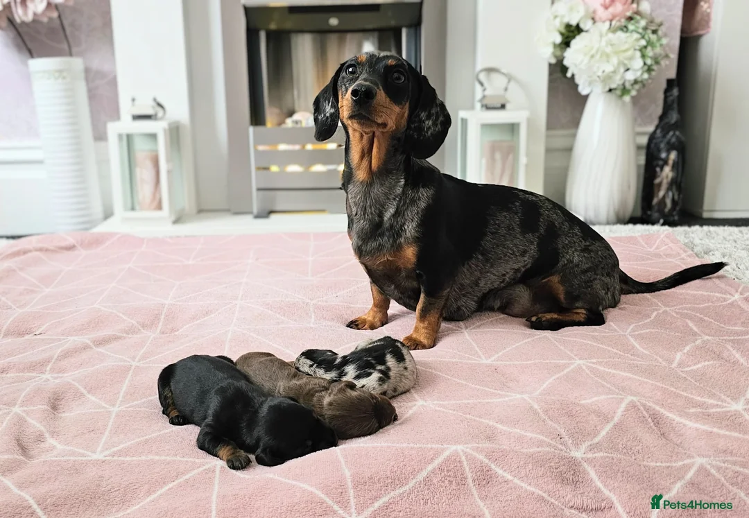 Miniature Dachshund dogs for stud: Proven Stud Black & Tan Miniature Dachshund Stud in Durham - Advert 13