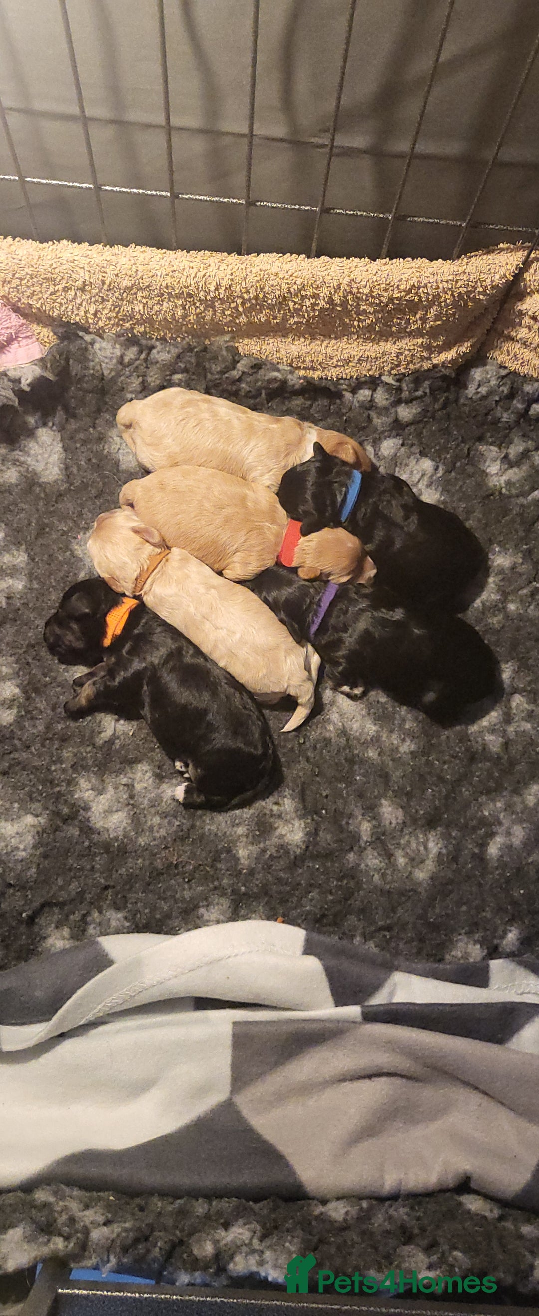 Maltipoo dogs for sale:  Adorable Maltipoo Puppies Ready Soon! 🐾 - Image 1